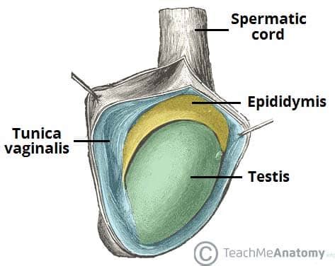 the thick whitish layer surrounding the testes is the|Tunica albuginea of testis .